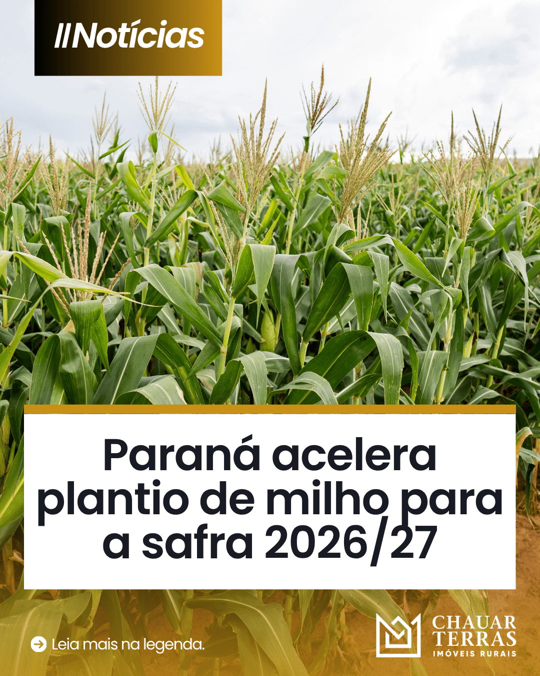Paraná acelera plantio de milho para a safra 2026/27
