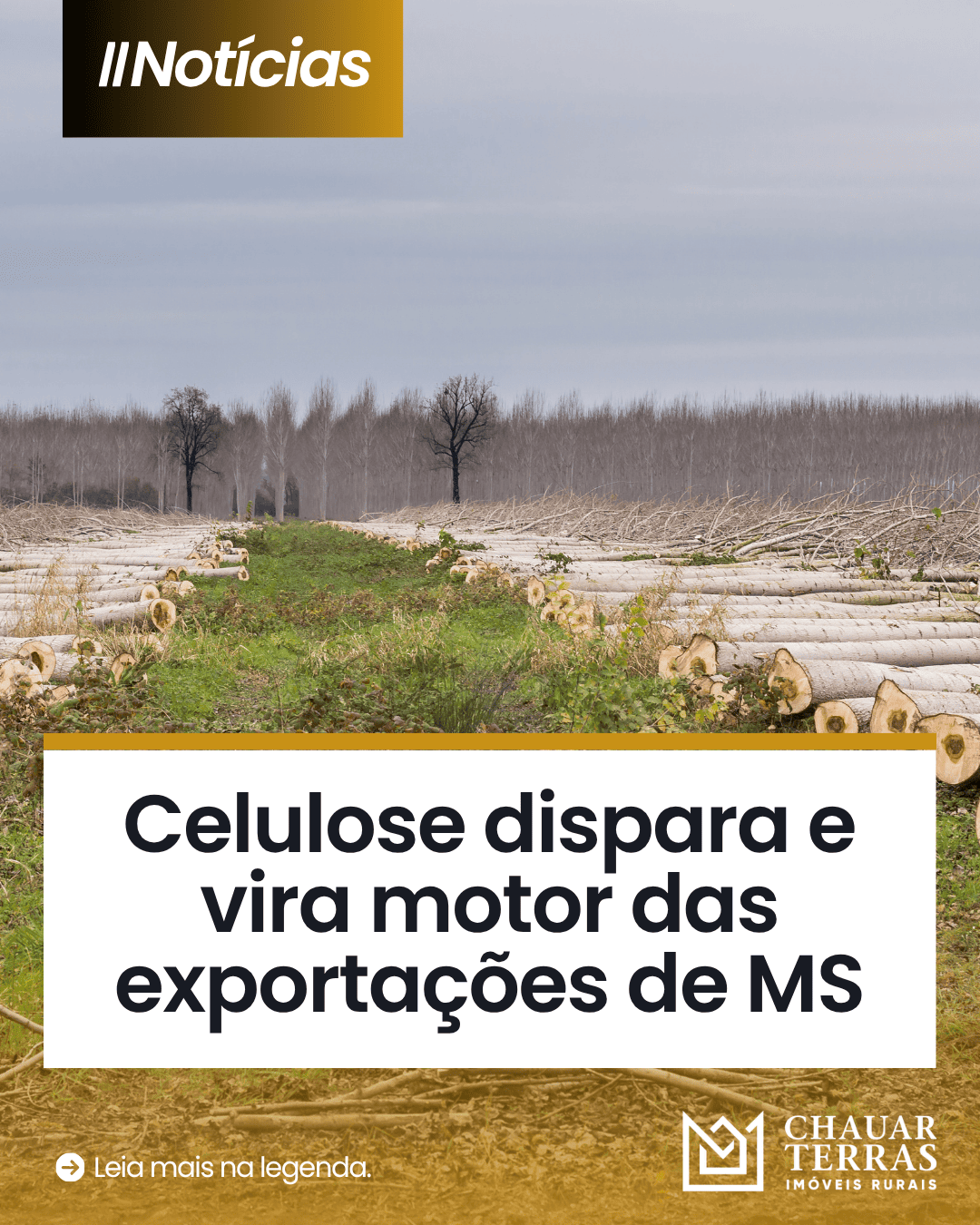 Celulose movimenta R$ 11 bilhões e lidera exportações